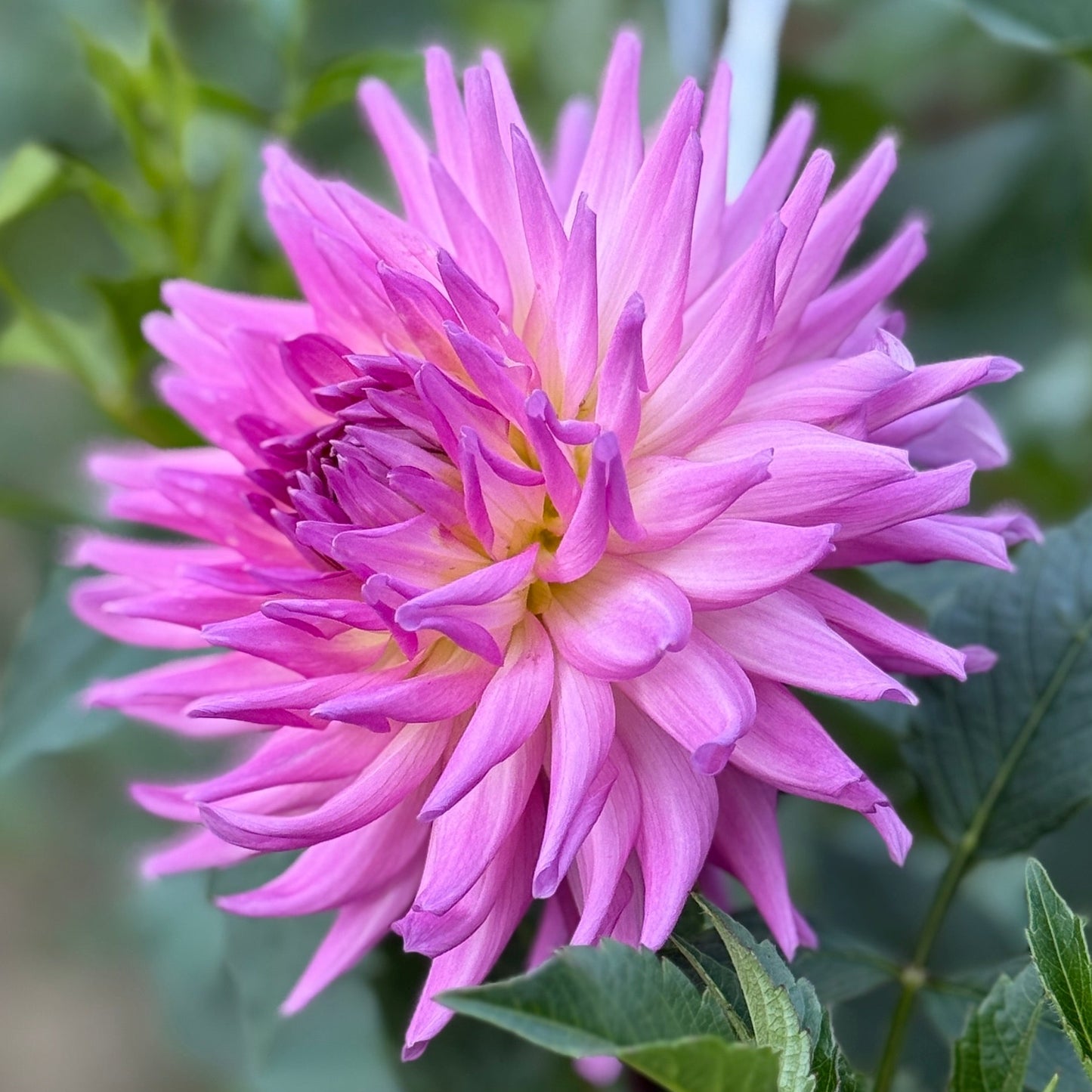 Pink flower with green leaves on a blurred natural background