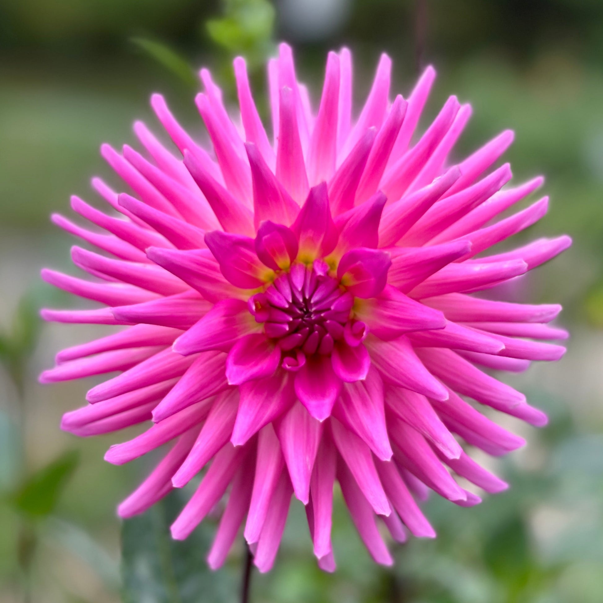 pink dahlia incurved cactus tuber