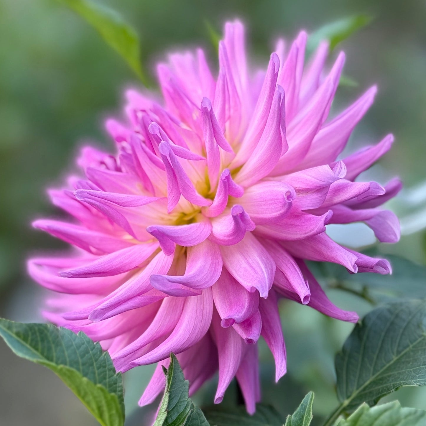 Pink flower with green leaves on a blurred natural background