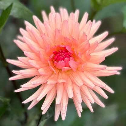 Peach-colored flower with green leaves in the background
