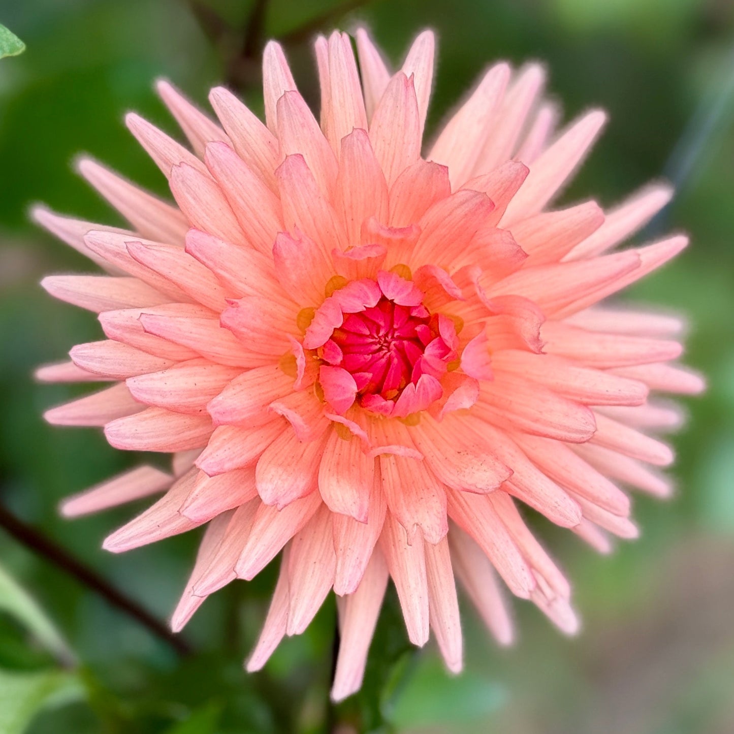 Peach-colored flower with green leaves in the background