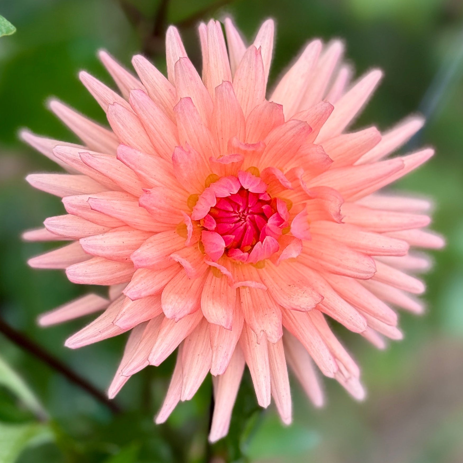 Peach-colored flower with green leaves in the background