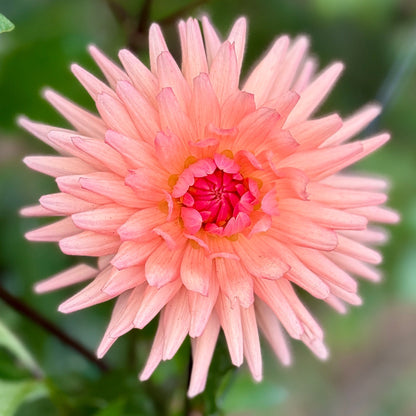 Peach-colored flower with green leaves in the background