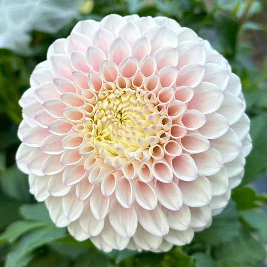 A close-up image of a pink pearl decorative ball with a flower-like pattern.