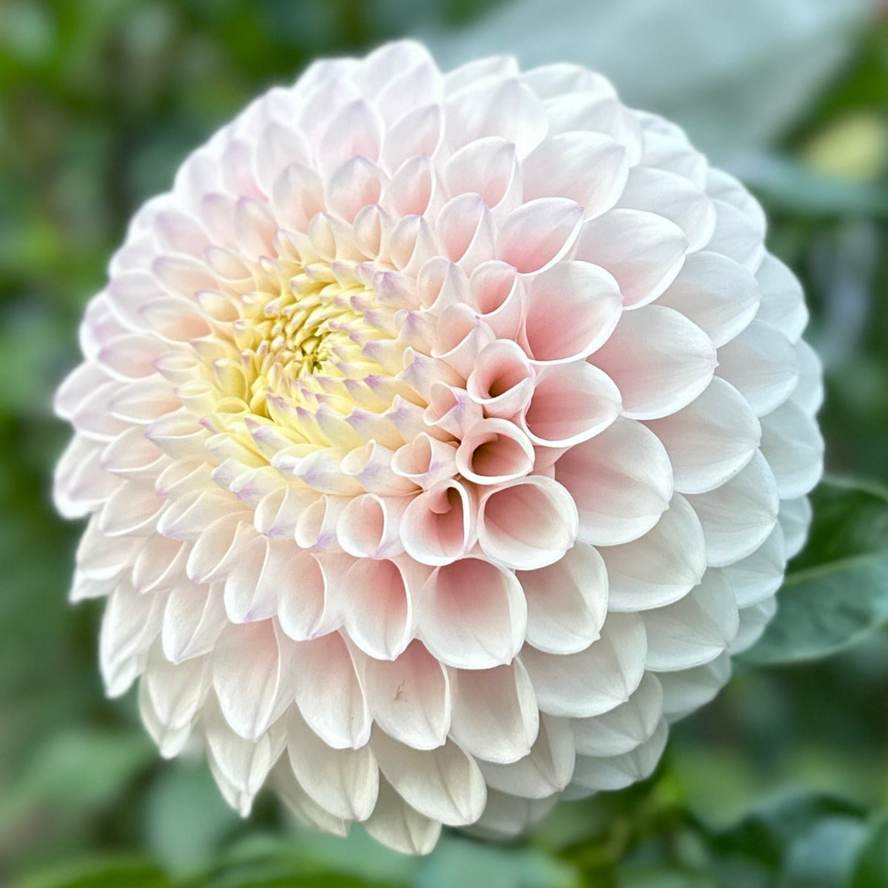 A blush dahlia up close
