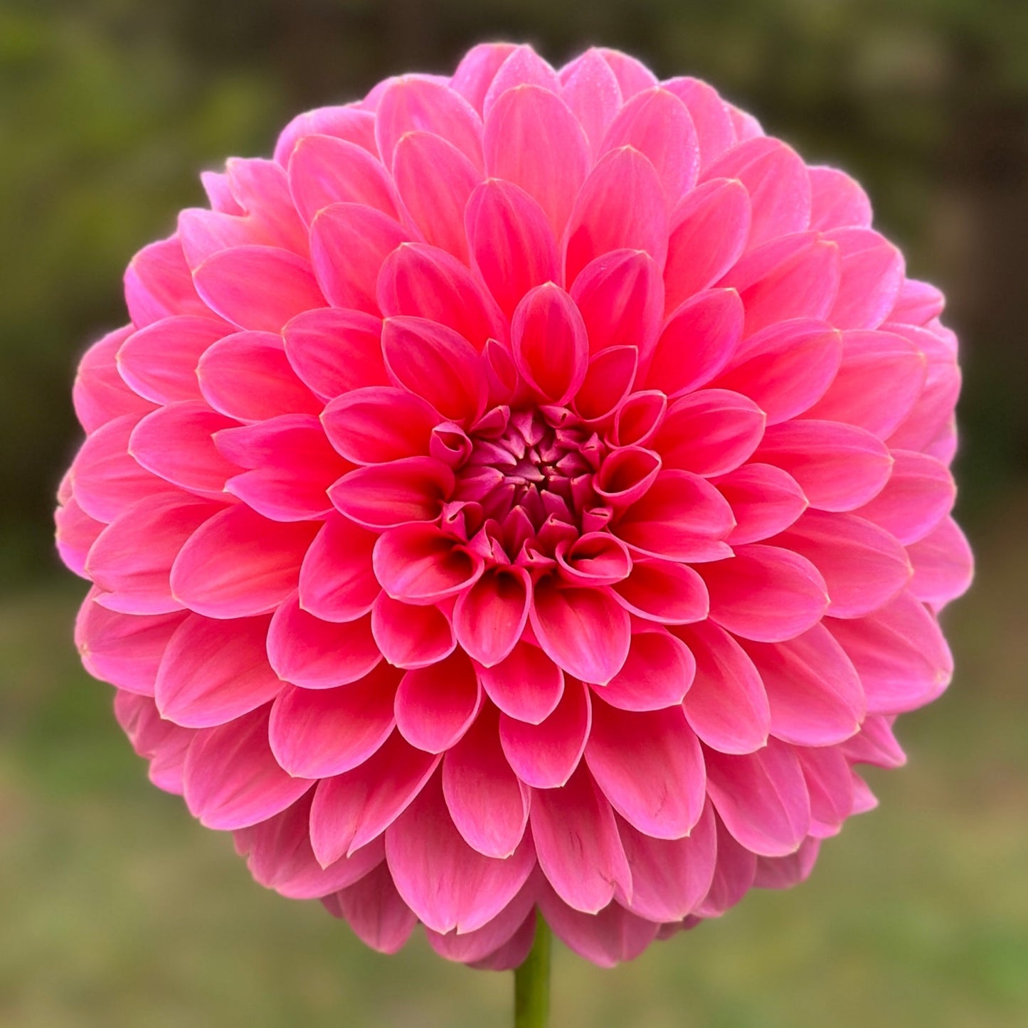 A close-up image of a pink Dahlia flower with a blurred background.