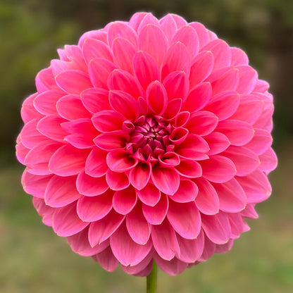 A close-up image of a pink Dahlia flower with a blurred background.