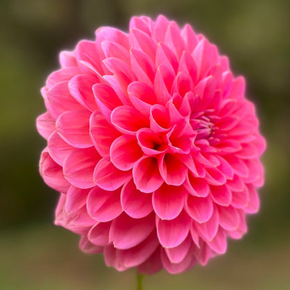 A single pink flower with a blurred green background.