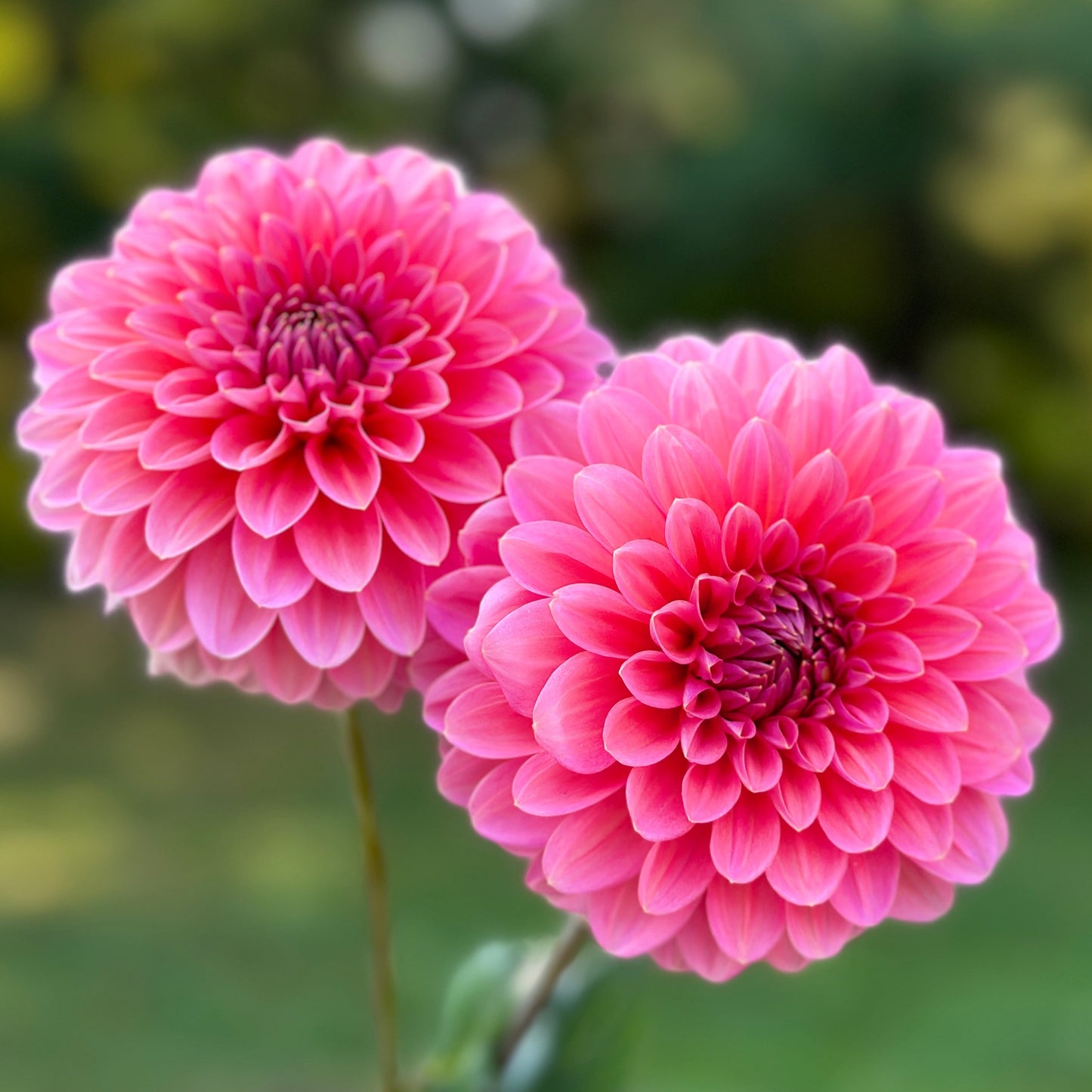 Two pink dahlia blooms up close