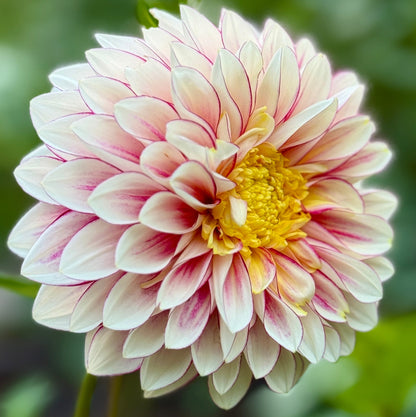 Pink and yellow flower with a blurred green background