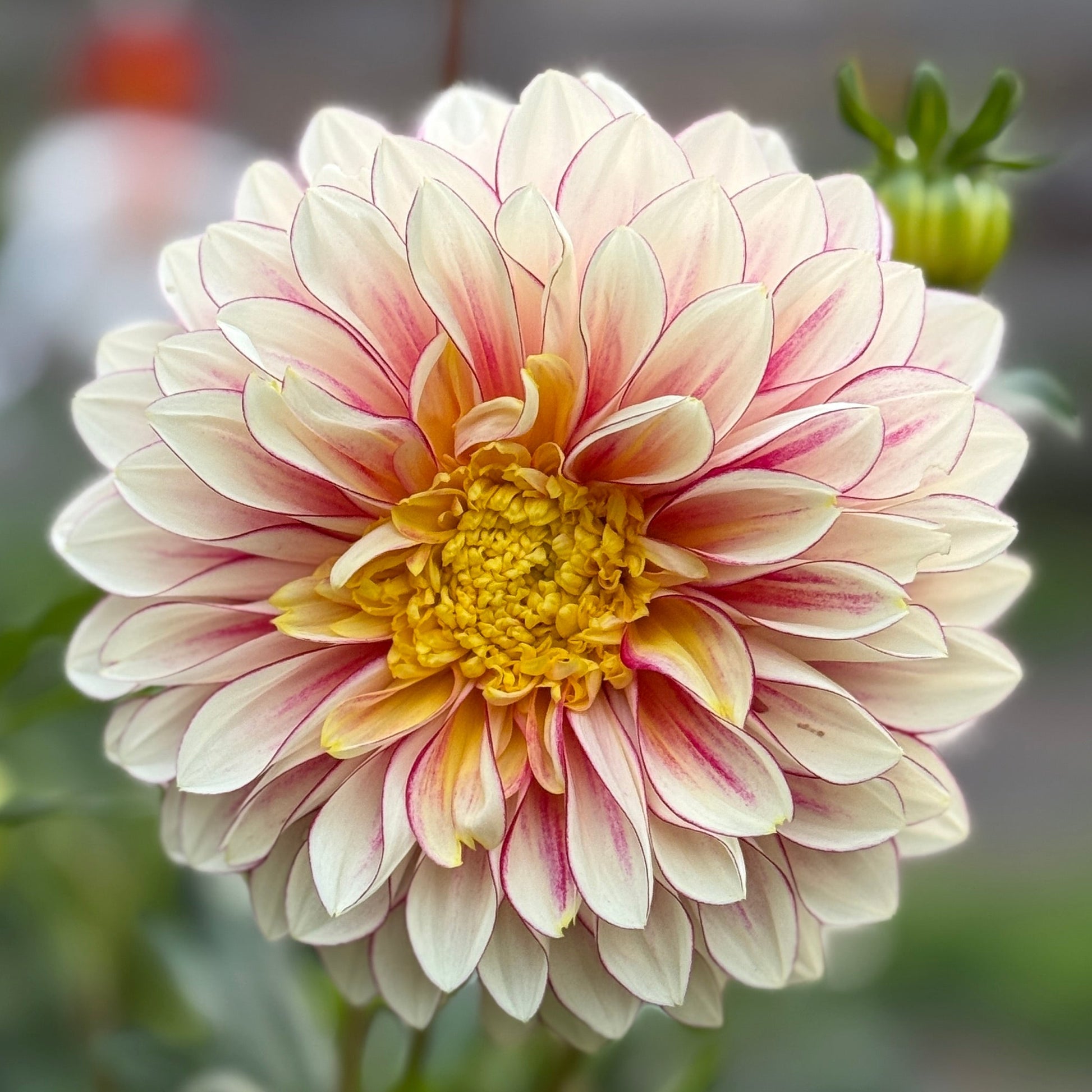 Close-up of a large, multicolored flower with a blurred background