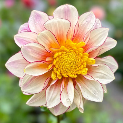 A close-up image of a flower with a yellow center and petals that have a pattern of pink and white.