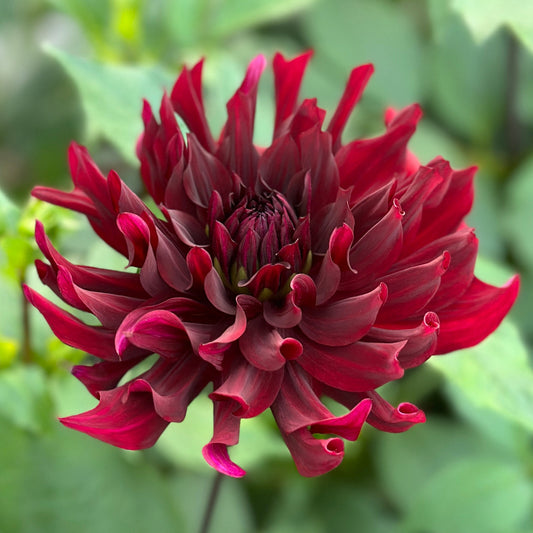 A close-up image of a dark red, informal decorative flower bloom.