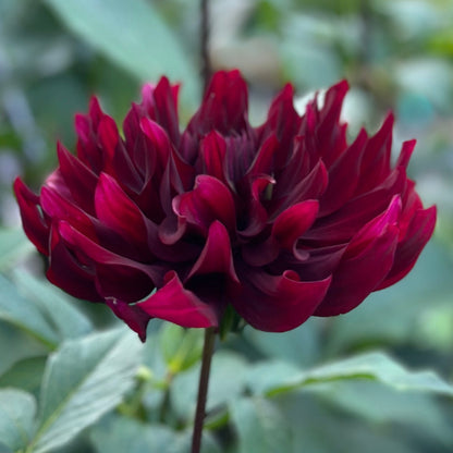 A deep red bloom