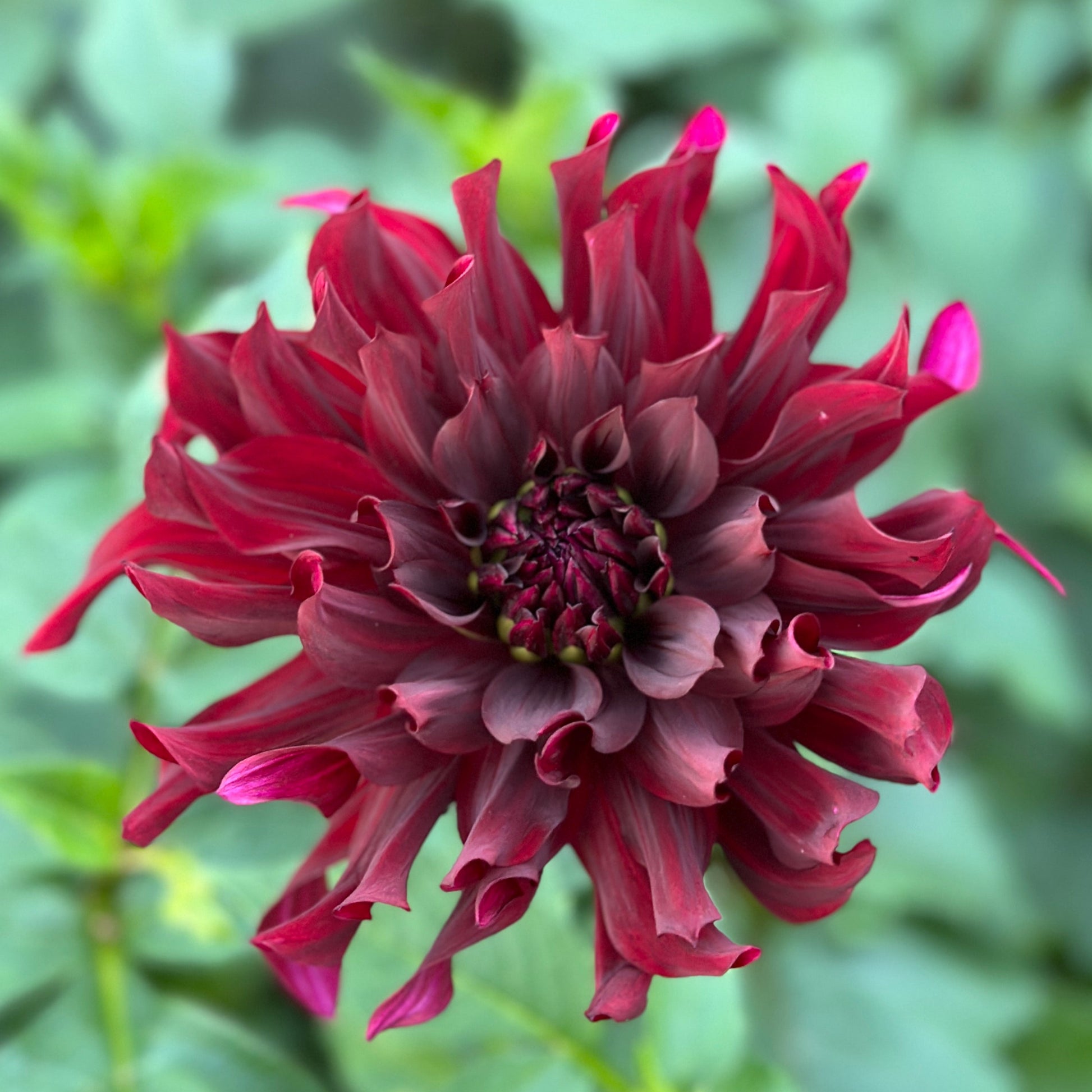A deep red bloom up close