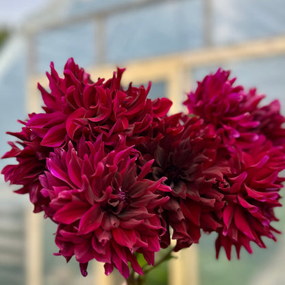 A bouquet of dark red flowers with a greenhouse in the background.