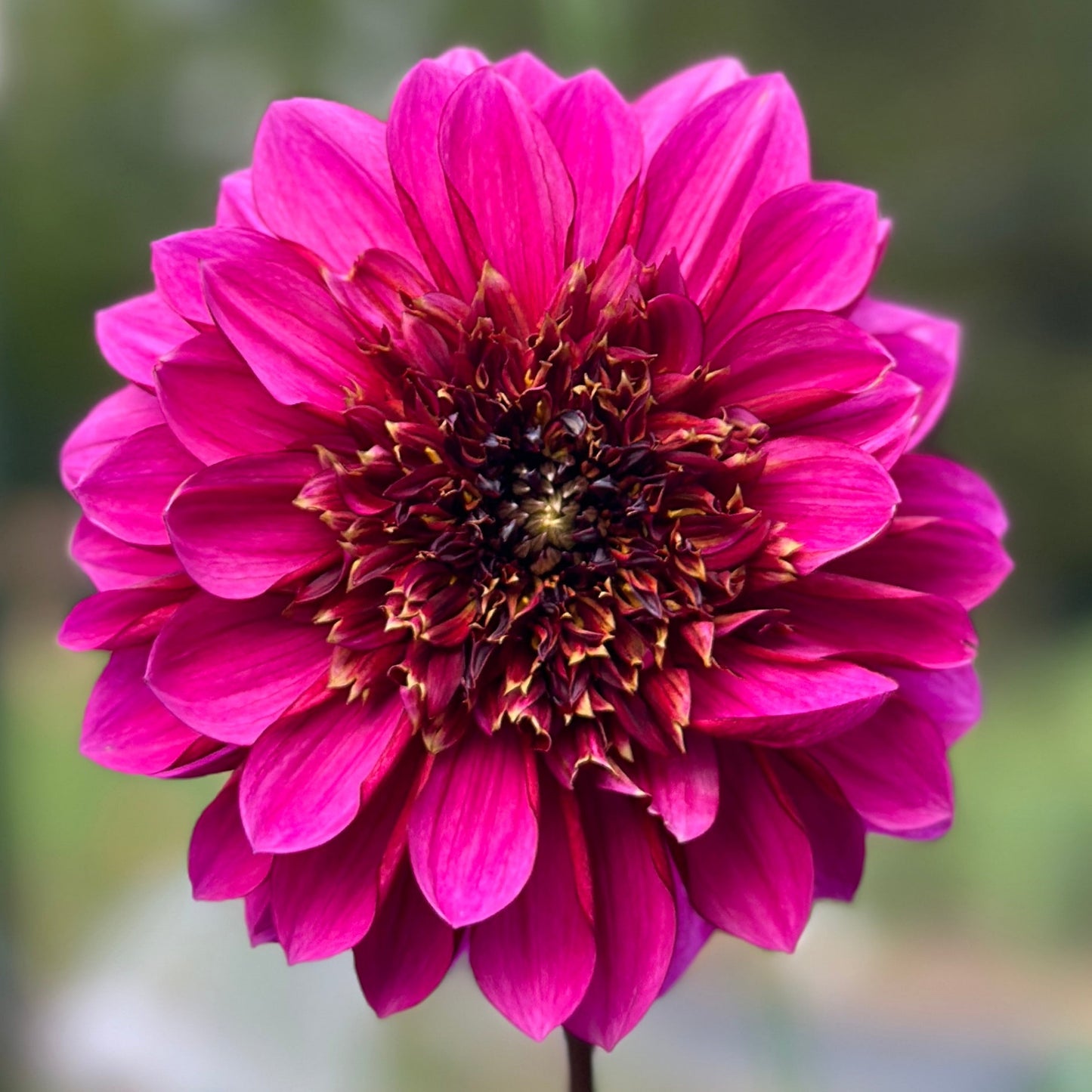 A close-up image of a purple anemone flower with a blurred green background.