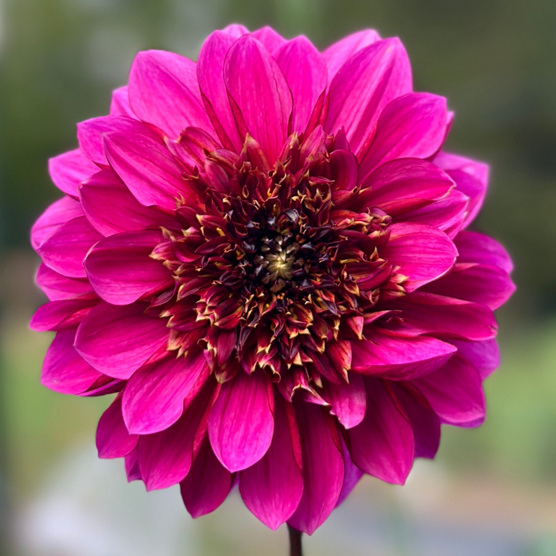 A close-up image of a purple anemone flower with a blurred green background.