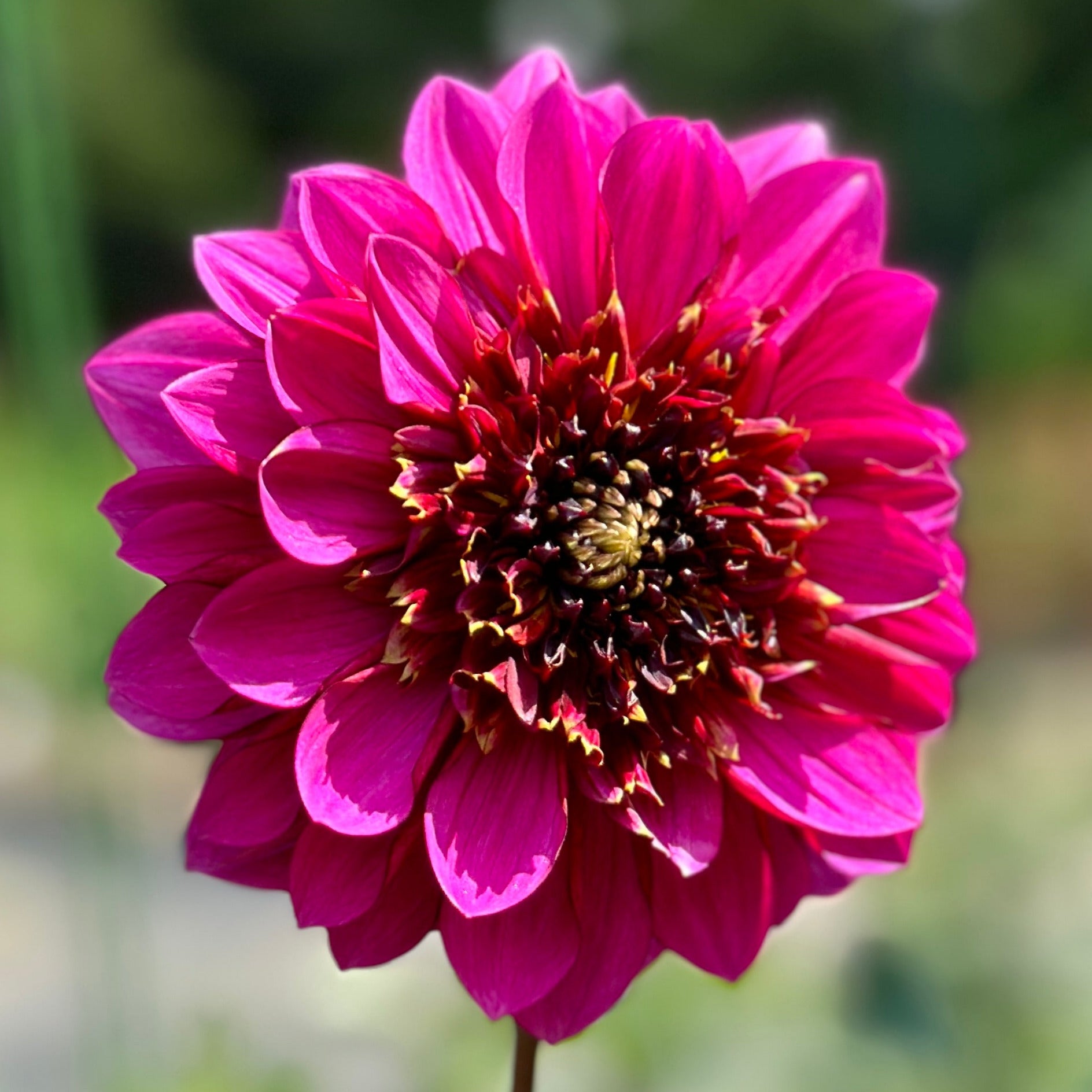 An up close image of a magenta bloom