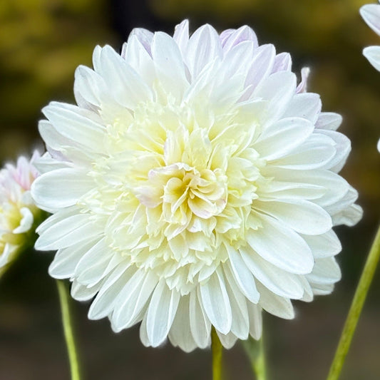 Close-up of a light yellow flower with a blurred green background