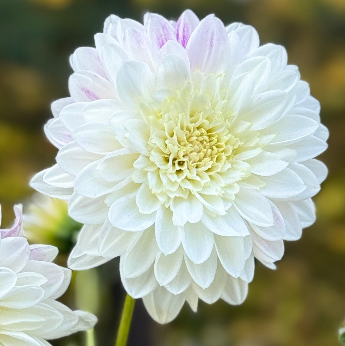 Close-up of a white flower with a blurred green background