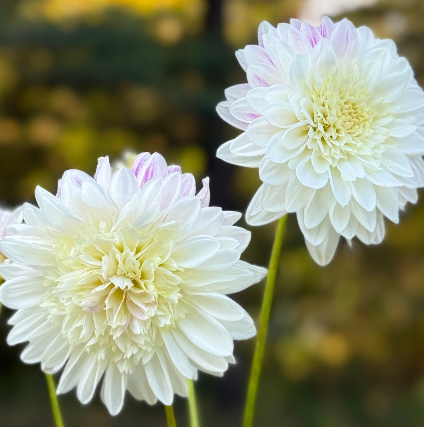 Two white flowers with a blurred natural background