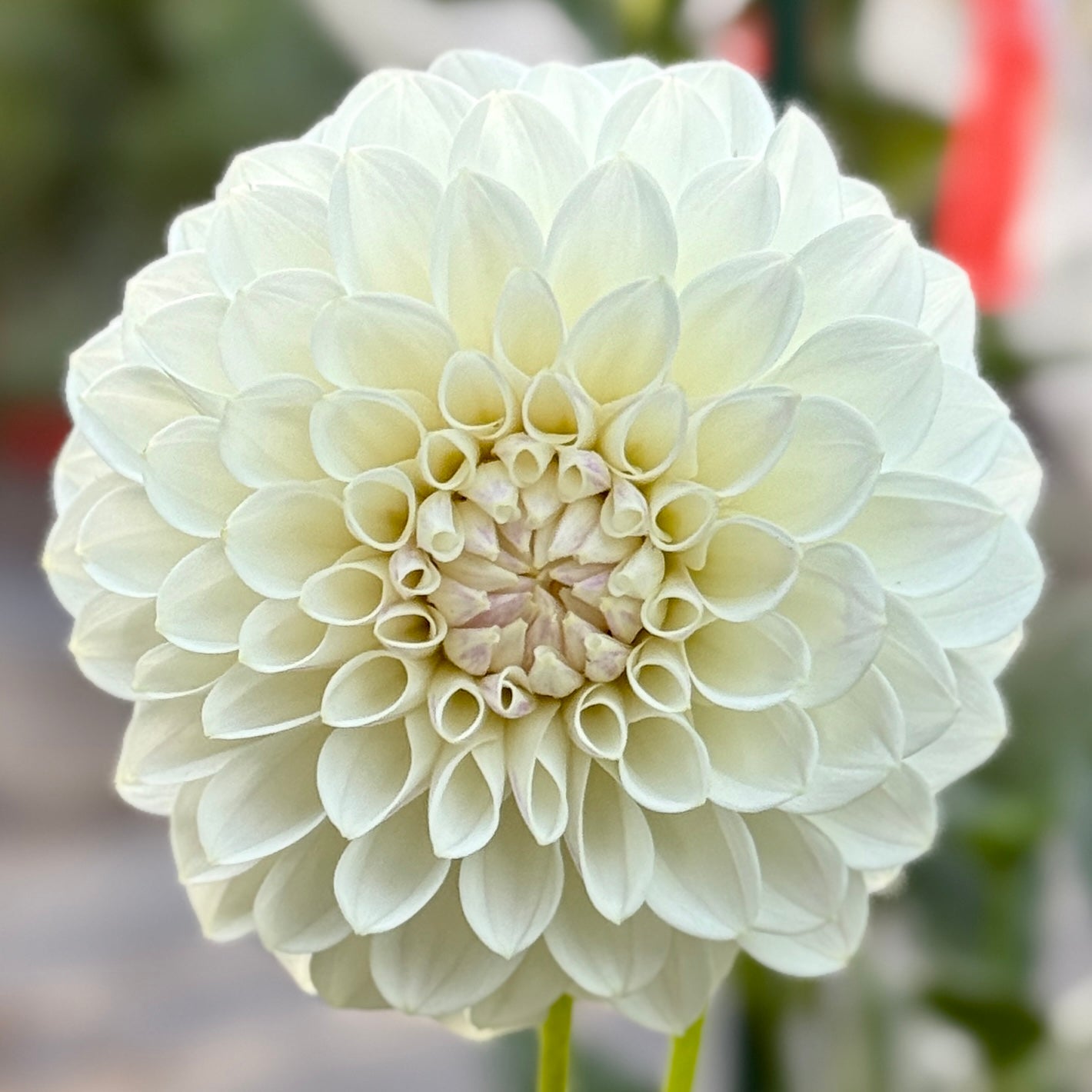 White bloom on blurred background