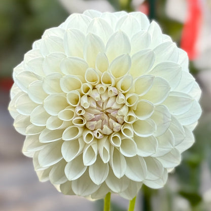 White bloom on blurred background