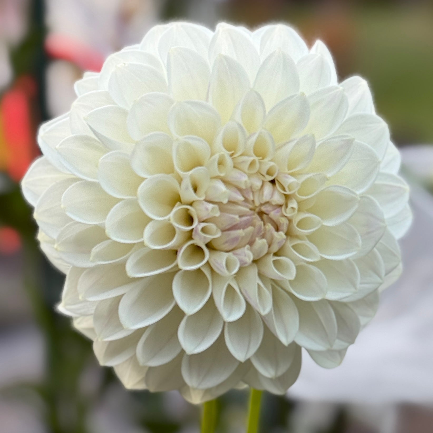 White bloom on blurred background