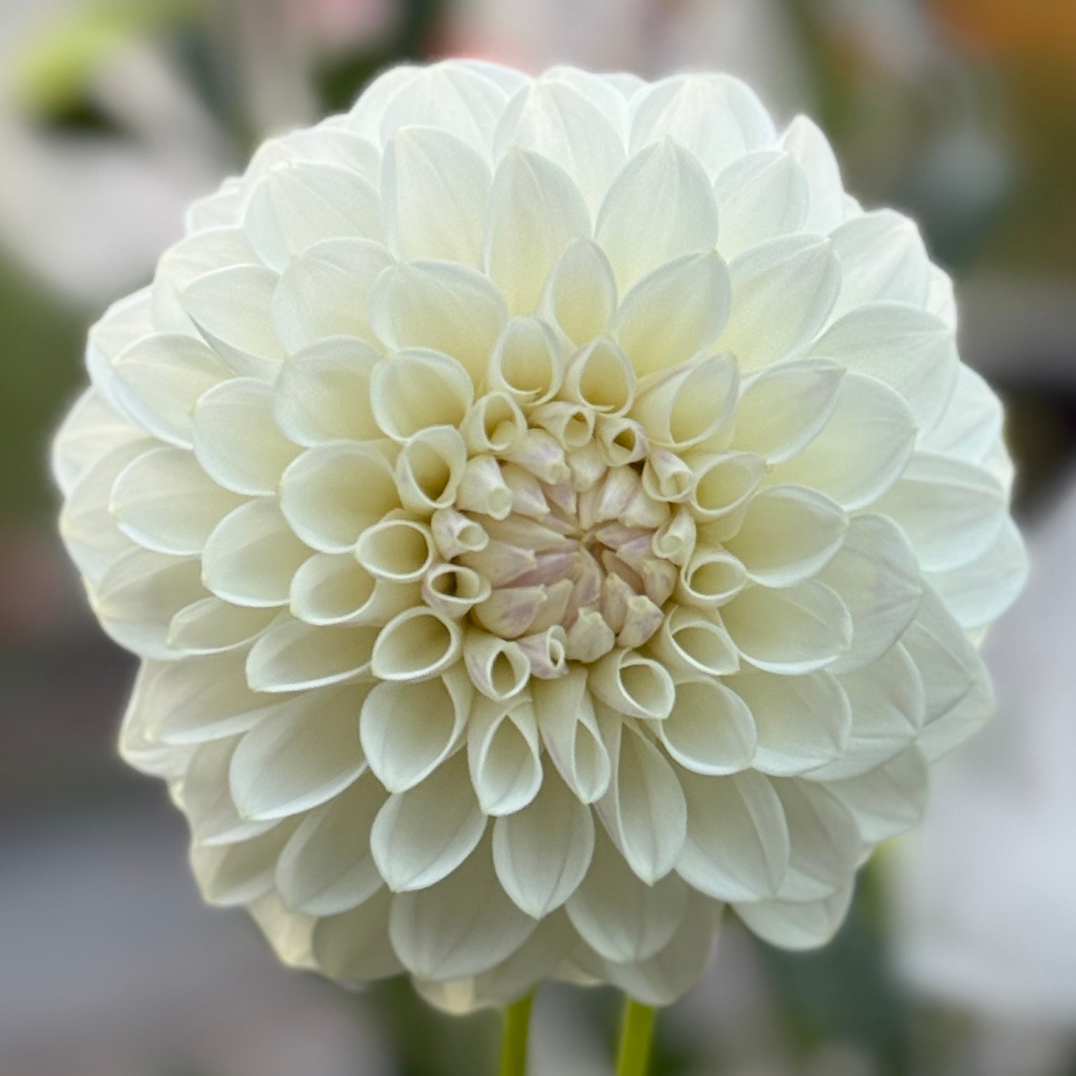 White bloom on blurred background