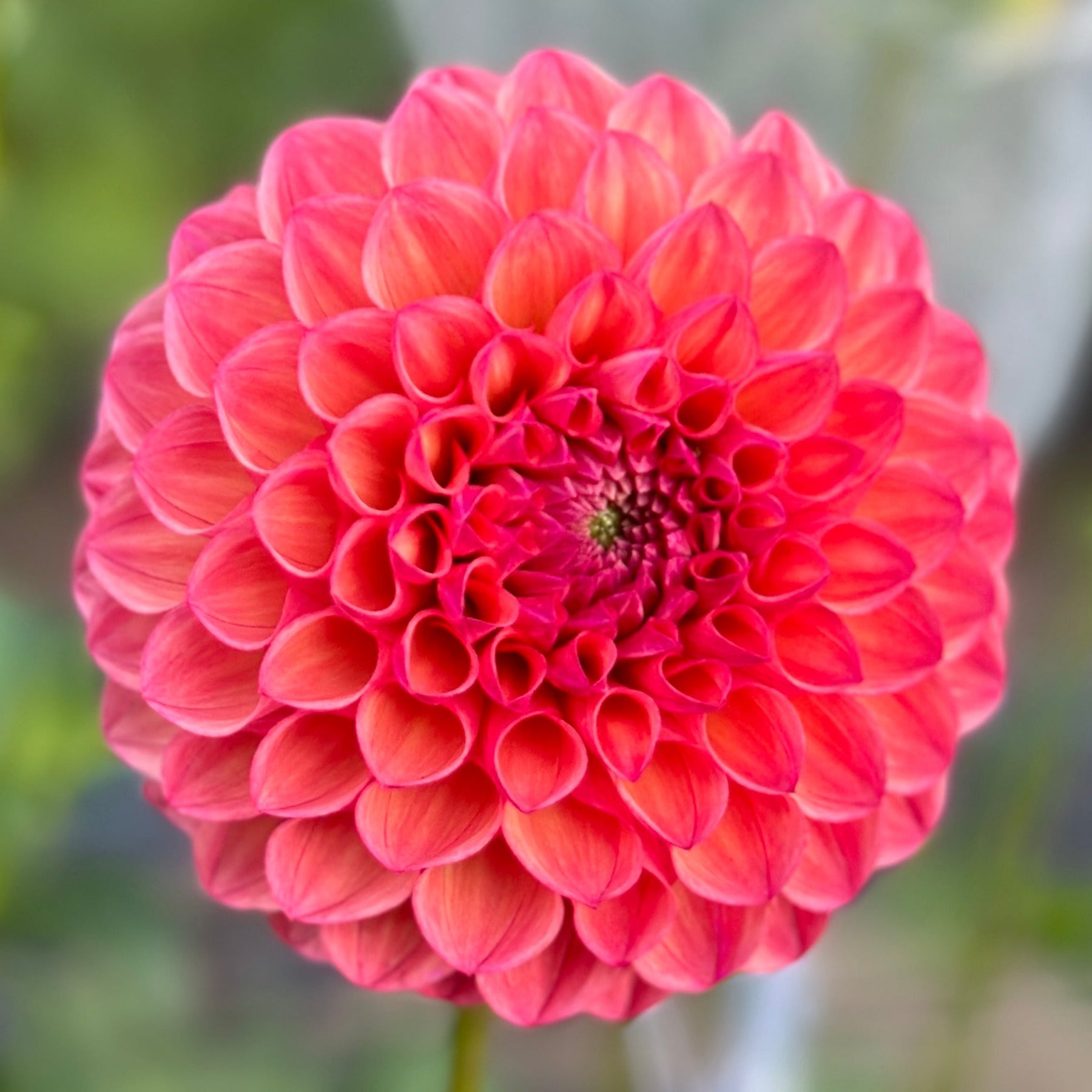 A close-up image of a pink dahlia flower with a blurred background.