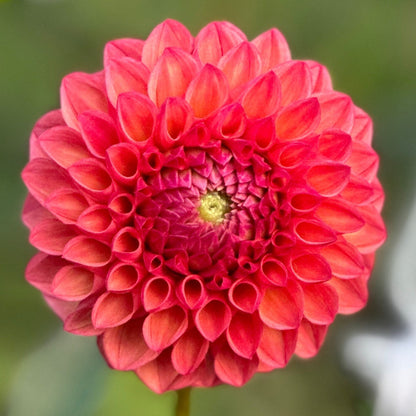 A close-up image of a red dahlia flower with a blurred background.