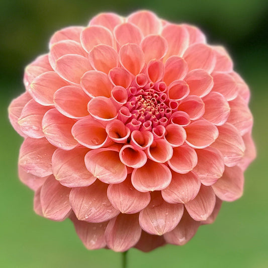 Close-up of a pink flower with a blurred green background