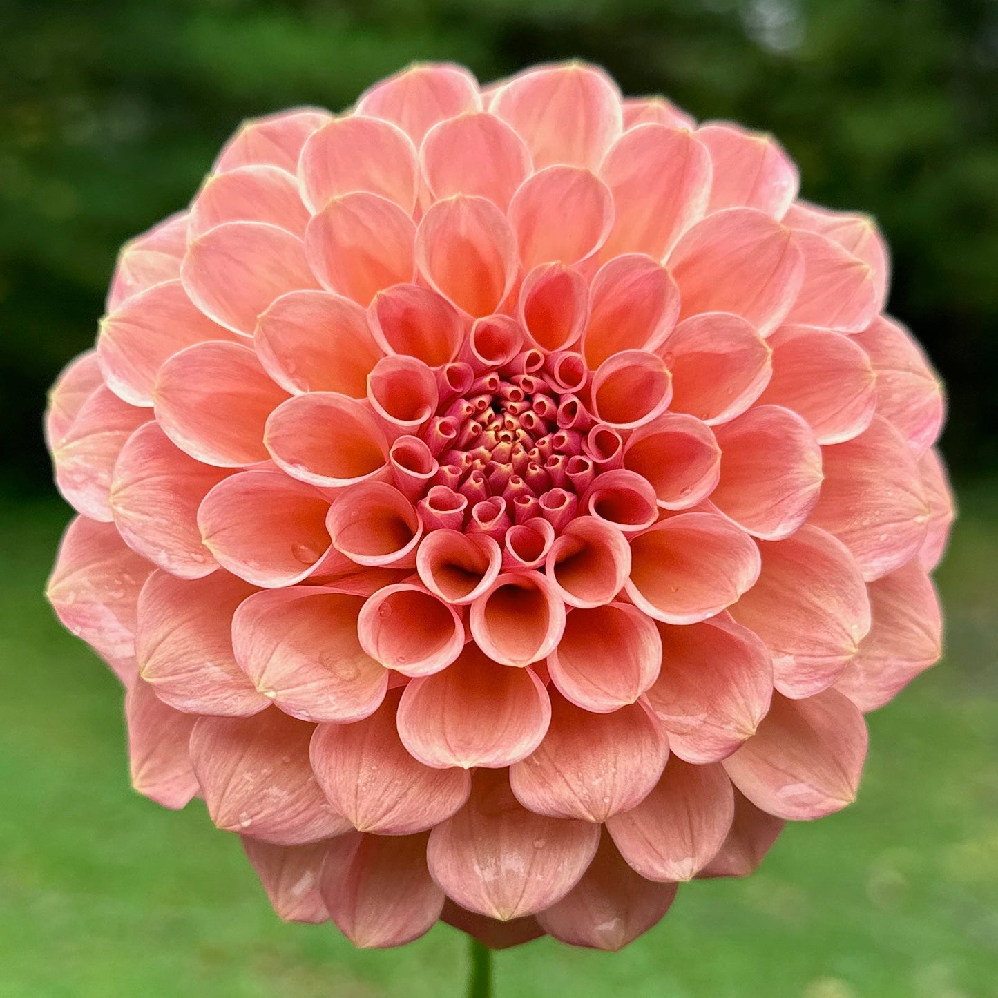 Pink flower held in front of a blurred green background