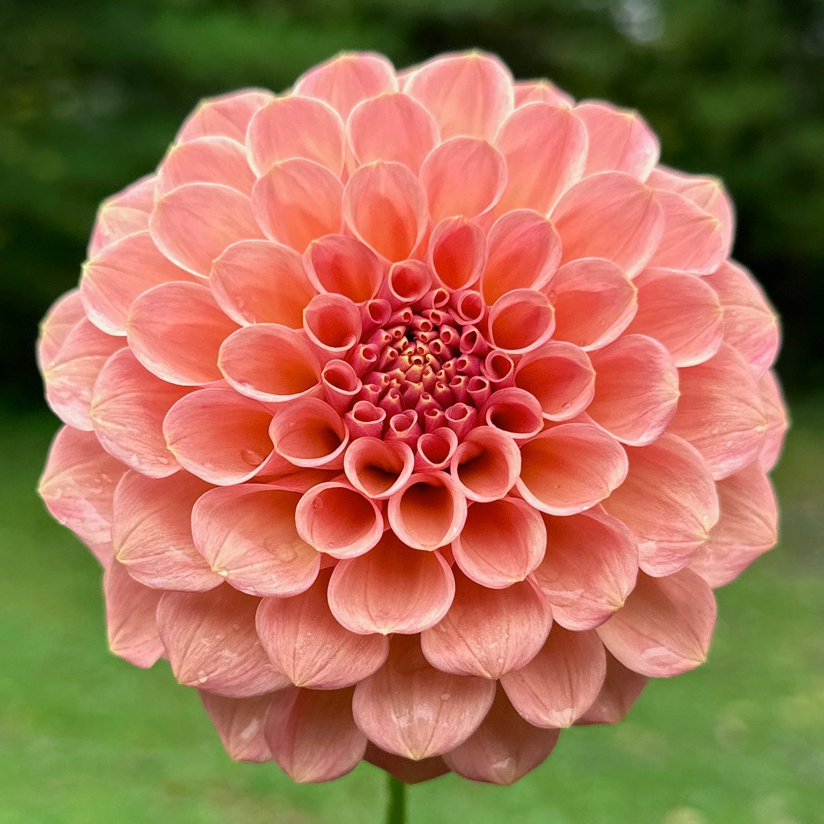 Pink flower held in front of a blurred green background