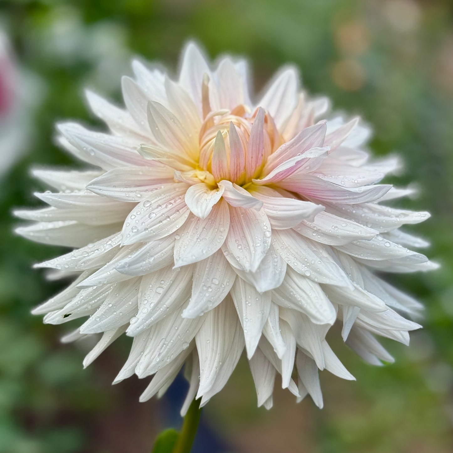 Close-up of a white flower with water droplets on a blurred green background