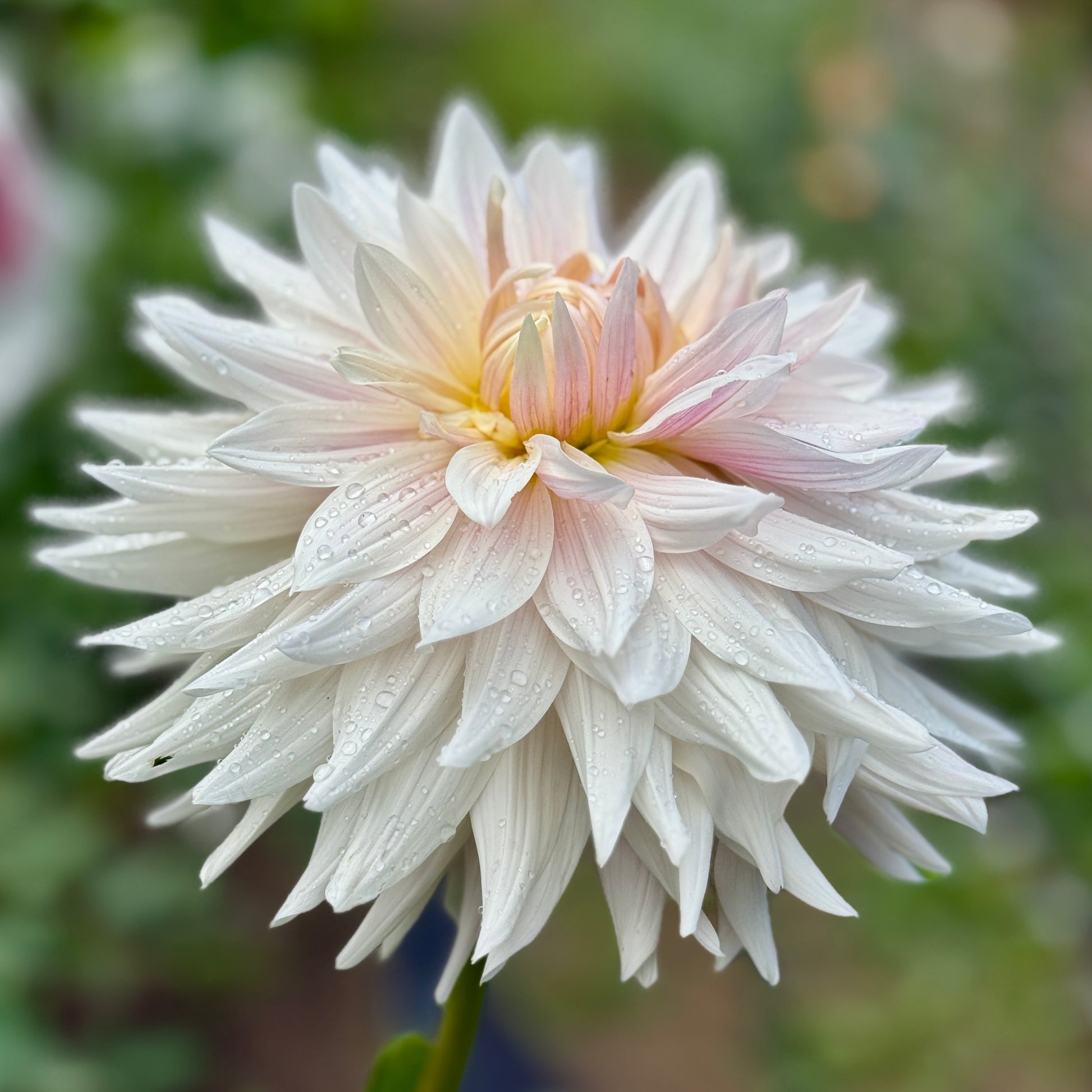 Close-up of a white flower with water droplets on a blurred green background