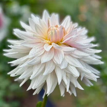 Close-up of a white flower with water droplets on a blurred green background