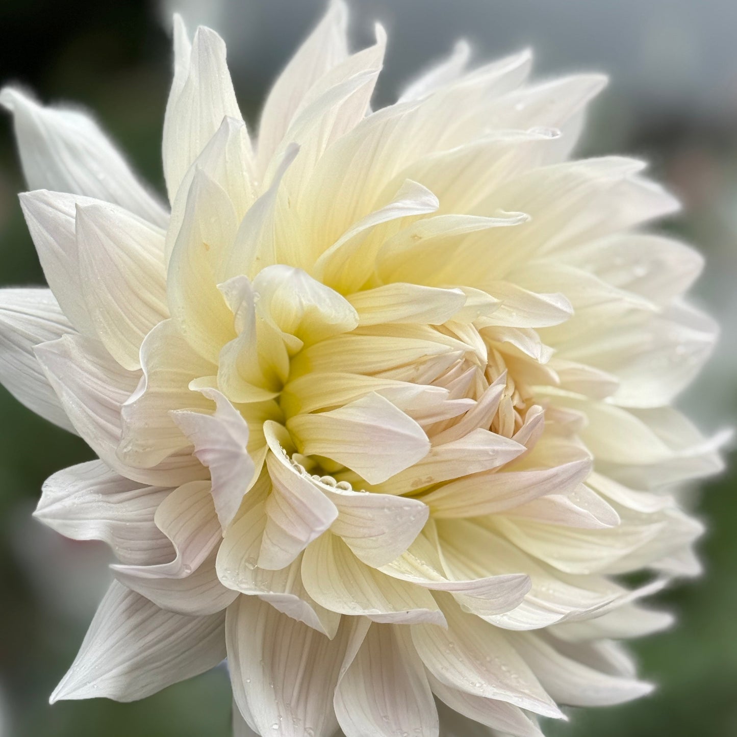 White dahlia flower with a blurred background