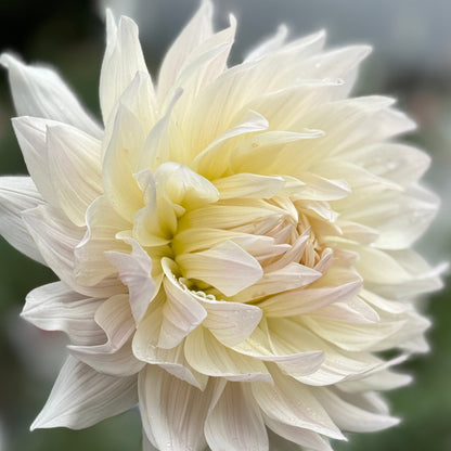 White dahlia flower with a blurred background