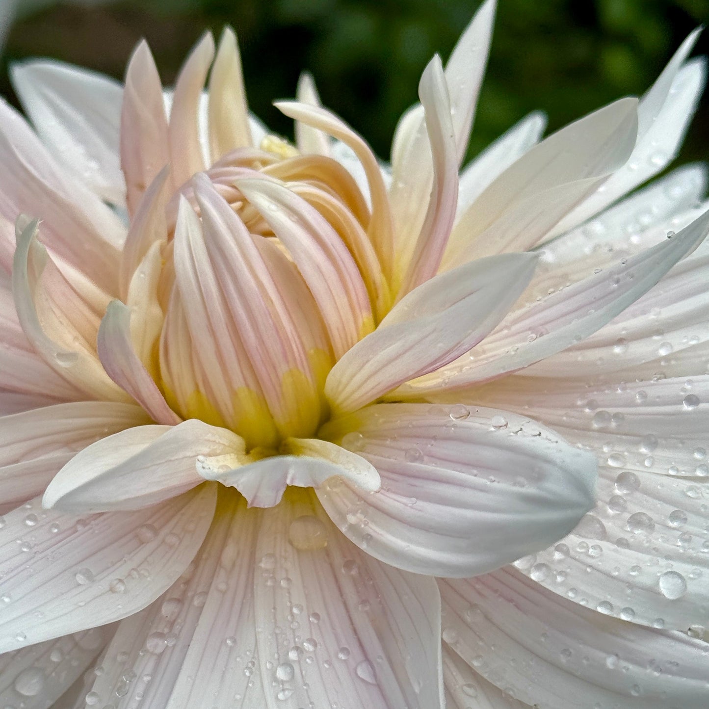 Close-up of a white flower with water droplets on petals against a blurred green background