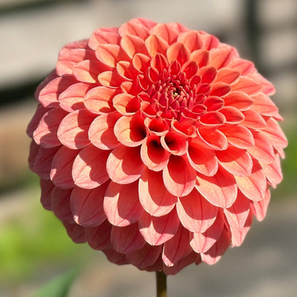 A close-up image of a decorative orange dahlia with a formal flower shape.