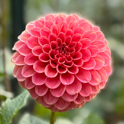 Close-up of a pink flower with a blurred green background