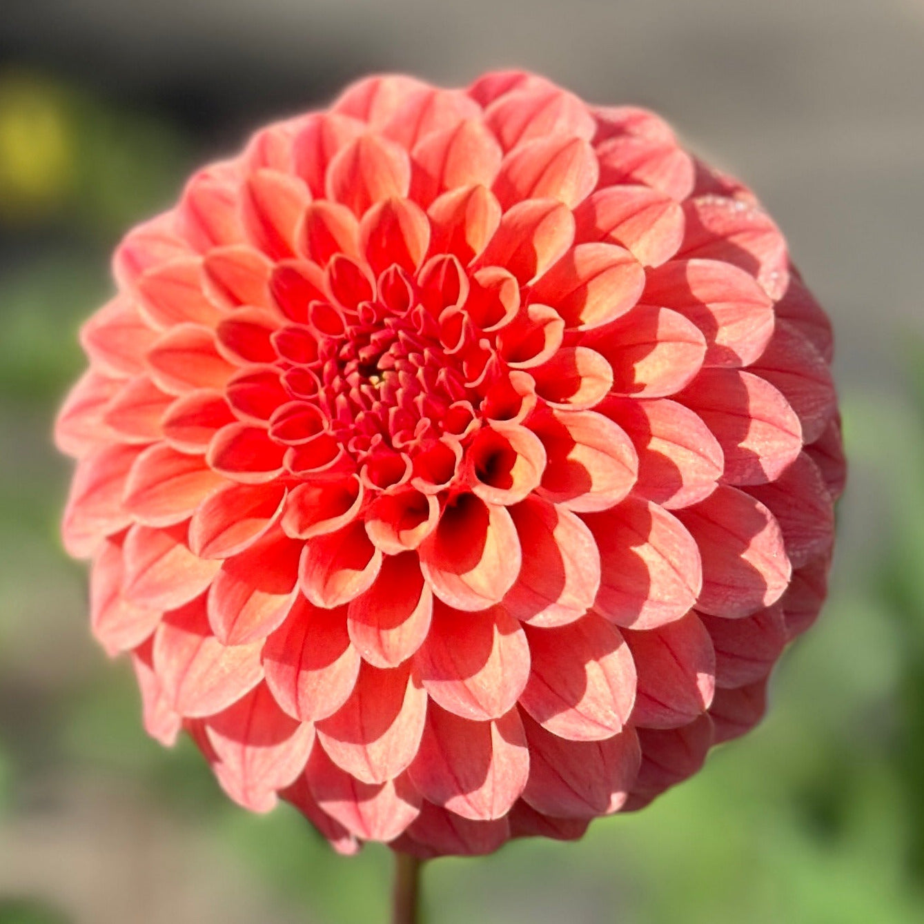 A close-up image of a red Dahlia flower with a blurred background.