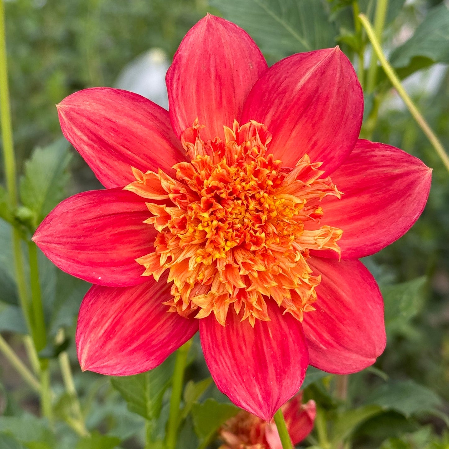 Large red and orange flower with a blurred garden background