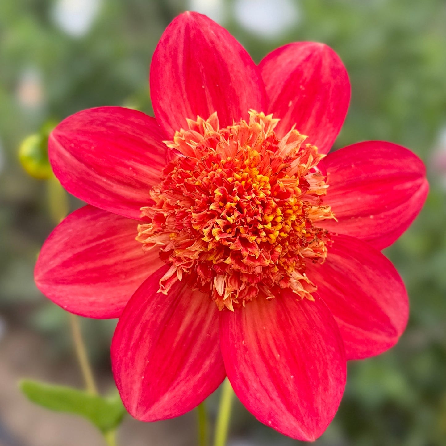 Red flower with a blurred green background