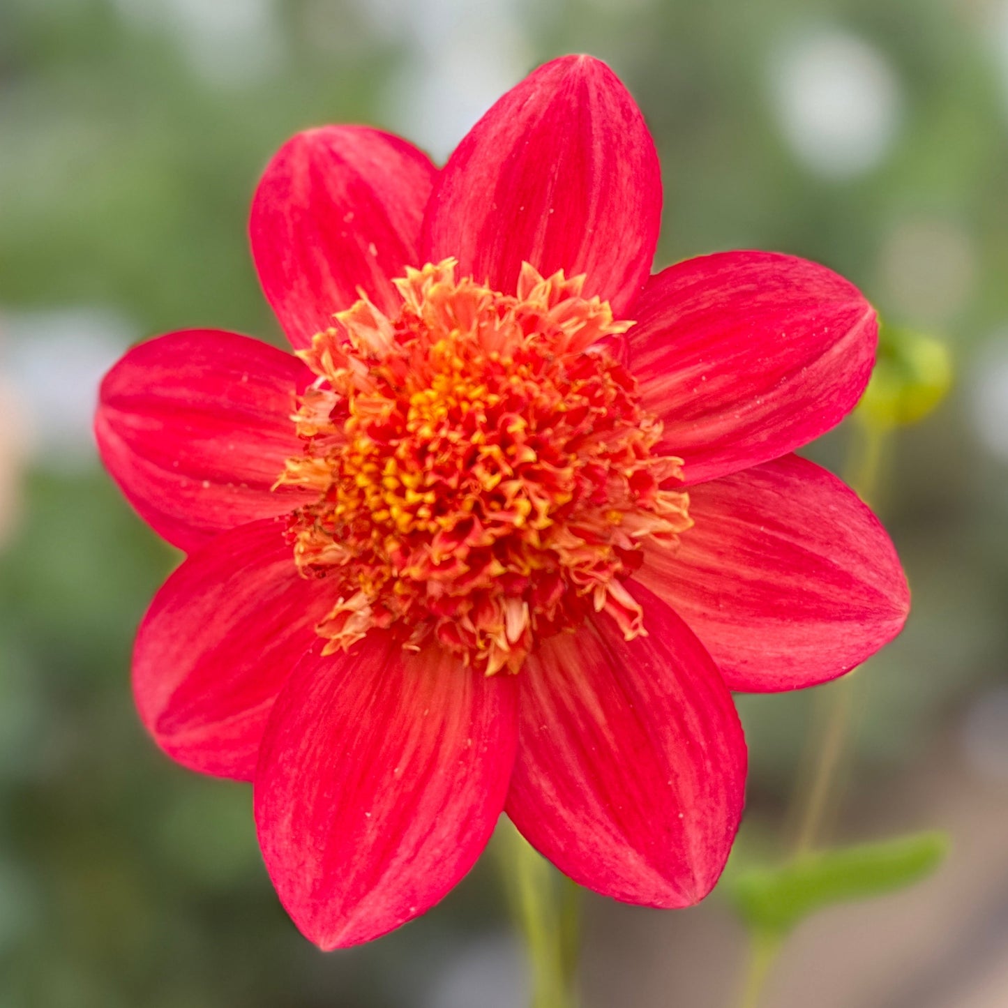 Red flower with a blurred natural background