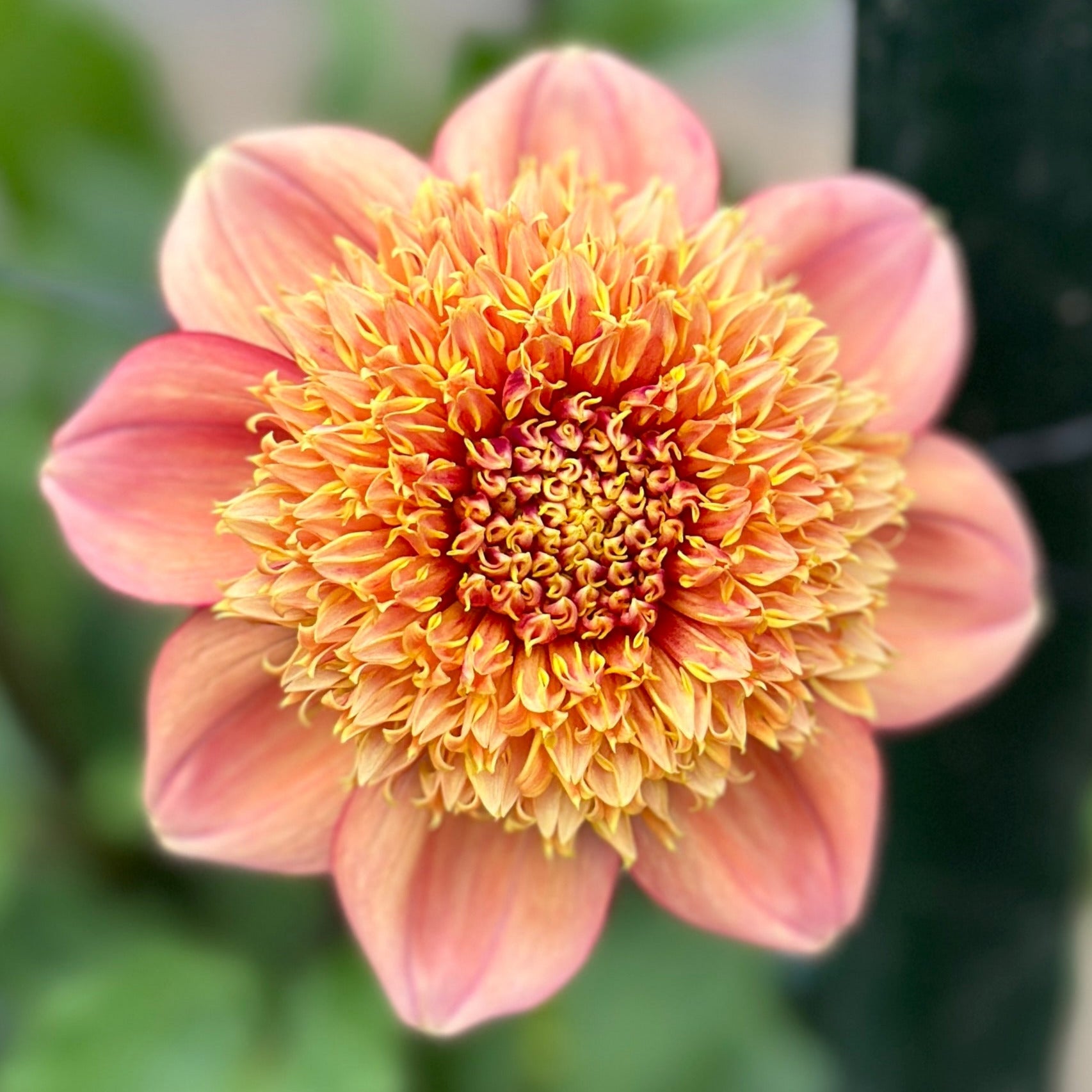 Close-up image of an orange Sandia Brocade flower with a blurred green background.