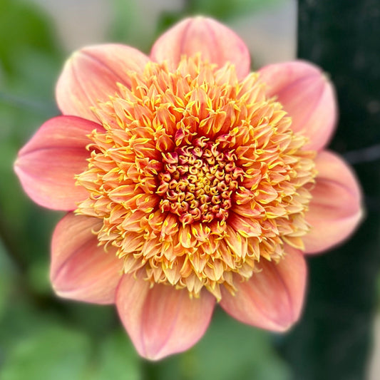 Close-up image of an orange Sandia Brocade flower with a blurred green background.