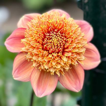 A close-up image of a flower with orange petals and a yellow cente.